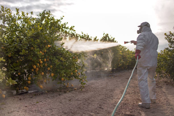Best Wasp Removal Services  in Coral Terrace, FL