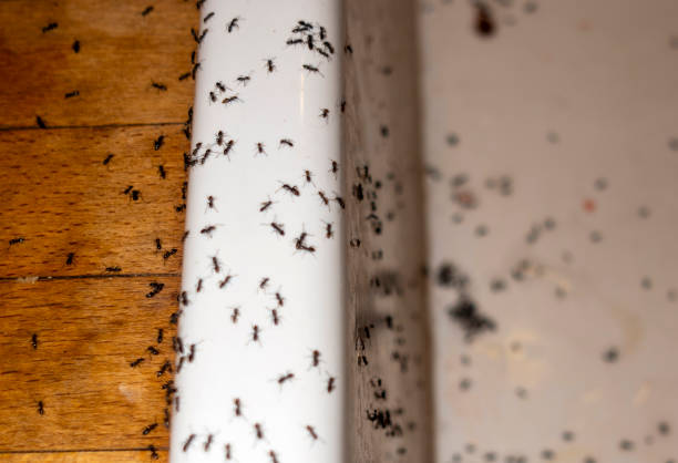 Best Cockroach Control Services  in Coral Terrace, FL