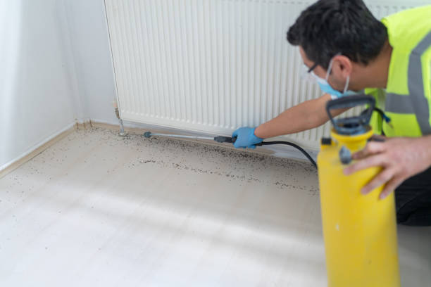 Best Flea Control Services  in Coral Terrace, FL